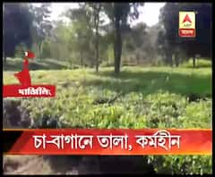 বন্ধ শিলিগুড়ির ভোজনারায়ণ চা বাগান, কর্মহীন প্রায় এক হাজার শ্রমিক