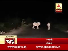 સાસણથી સુરેન્દ્રનગરમાં સાવજોના ધામા, 4 સિંહ હોવાની આશંકા