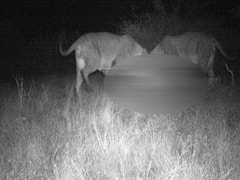 સુરેન્દ્રનગરના ચોટીલામાં બે સિંહના ધામા, મારણનો વીડિયો આવ્યો સામે