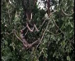 Reporter Stories: বোটানিক্যাল গার্ডেনে বুলবুলের তাণ্ডবে ভেঙে পড়ল একাধিক বড় গাছ