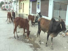 પોરબંદરમાં રખડતા ઢોર બન્યા બેફામ, જુઓ વીડિયો