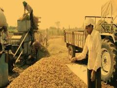 આજથી ગુજરાતમાં ટેકાના ભાવે મગફળીની ખરીદી શરૂ, જુઓ વીડિયો