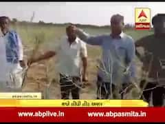 કચ્છ: તીડના આક્રમણથી ખેડૂતો પરેશાન, MLA પ્રધ્યુમન સિંહે અસરગ્રસ્ત વિસ્તારની લીધી મુલાકાત, જુઓ વીડિયો 