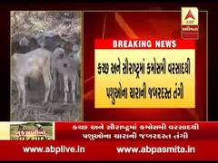 કચ્છ-સૌરાષ્ટ્રમાં કમોસમી વરસાદથી પશુઓના ઘાસનું સંકટ, જુઓ વીડિયો