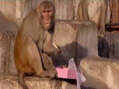 बंदरों के आतंक को लेकर संसद में चर्चा, Pollution और बाकी मुद्दों पर गंभीरता क्यों नहीं ? Ghanti Bajao