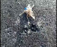 তৃণমূলের বিরুদ্ধে সবংয়ে রাতভর বোমাবাজির অভিযোগ বিজেপি-র, কালিমালিপ্ত করার চেষ্টা, পাল্টা শাসক দল