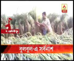 ধান ওঠার মুখে বুলবুলের তাণ্ডব, পশ্চিম মেদিনীপুর জেলার প্রায় ৬০ ভাগ ধানজমি জলের তলায়, ব্যাপক ক্ষতি পান ও ফুল চাষেরও