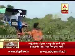 કમોસમી વરસાદ બાદ હવે કપાસમાં ગુલાબી ઇયળનો આતંક, ખેડૂતોએ પાકનો કર્યો નાશ, જુઓ વીડિયો 