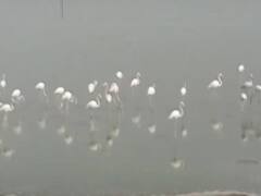 16 हजार बेजुबान परिंदों की कातिल झील का 'रहस्य' क्या ? Ghanti Bajao