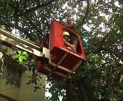 এনআরএস হাসপাতাল চত্বরে গাছের মগডালে রোগী! দুুই ঘন্টার চেষ্টায় নামানো হল নিরাপদে