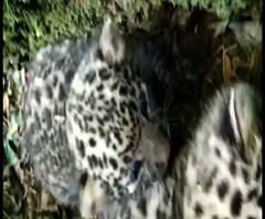 হলদিবাড়ি চা বাগানে চিতাবাঘের দুটি শাবক, এলাকায় আতঙ্ক