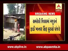 અમરેલીઃ સિંહે ખેત મજૂર પર કર્યો હુમલો, જુઓ વીડિયો