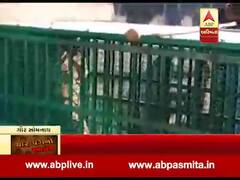 ગીર સોમનાથઃ તાલાલાના સેમરવાવ ગામમાં રહેણાંક મકાનમાં ઘૂસી શિકાર કરનારો દીપડો પૂરાયો પાંજરે, જુઓ વીડિયો