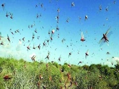 બનાસકાંઠામાં તીડના આક્રમણ પર રાજનીતિ ગરમાઈ, જુઓ વીડિયો