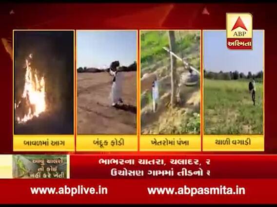 બનાસકાંઠામાં તીડનું આક્રમણ રોકવા ખેડૂતોએ શું કર્યું? જુઓ વીડિયો