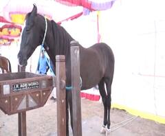 Sarangkheda Festival | सारंगखेड्यात 'शान' दाखल, घोडेबाजारात तब्बल दहा कोटी किंमत | स्पेशल रिपोर्ट | ABP MAJHA