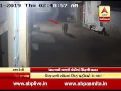 શિકારની શોધમાં સિંહ અમરેલી અને જુનાગઢના ગામોમાં ઘૂસ્યા, જુઓ વીડિયો