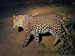 અમરેલીઃ બગસરાની ગૌશાળામાં દીપડાએ ત્રણ ગાયોનું કર્યું મારણ, સામે આવ્યો વીડિયો