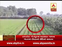 રાજકોટ: વડાસાડામાં દીપડીનો બચ્ચા સાથેનો વીડિયો વાયરલ