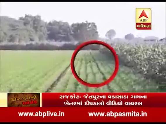 રાજકોટ: વડાસાડામાં દીપડીનો બચ્ચા સાથેનો વીડિયો વાયરલ