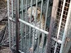 જૂનાગઢઃ મઘરવાડામાં દીપડી પૂરાઈ પાંજરે, જુઓ વીડિયો