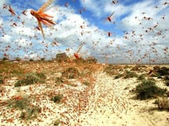 બનાસકાંઠામાં ફરી જોવા મળ્યો તીડનો આતંક, જુઓ ખાસ અહેવાલ