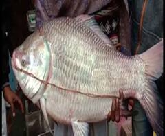 Reporter Stories: শান্তিপুরে ভাগীরথী নদী থেকে উঠল ২৫ কেজির বেশি ওজনের কাতলা মাছ