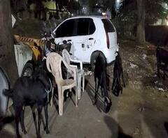 कोल्हापुरात पुन्हा बोकडांची चोरी, चोरीमागे मटणदरवाढीचं कारण? | ABP Majha