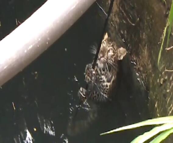 Leopard | पाण्याच्या शोधात विहिरीत पडलेल्या बिबट्याच्या बछड्याची सुटका | नाशिक | ABP Majha