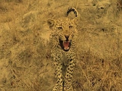 જૂનાગઢઃ માનવભક્ષી દીપડાને ઠાર કરાયા પછી પણ લોકોને ડર, વધુ એક દીપડો નજરે પડ્યો