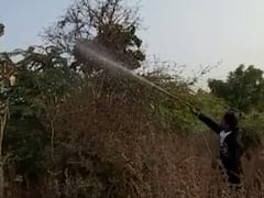 બનાસકાંઠાના 95 ગામના ખેતરોમાં તીડ ઘૂસ્યા, ઉભો પાક બળી જતાં નેતાઓ તીડ ટૂરિઝમ કરવા દોડ્યા, જુઓ વીડિયો