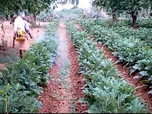 Fake fertilizers, seeds destroy crops in Madhya Pradesh| Ghanti Bajao