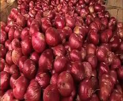 কামারহাটিতে দিদিকে বলো কর্মসূচিতে পেঁয়াজ বিলি তৃণমূল কাউন্সিলরের, কটাক্ষ বিজেপির