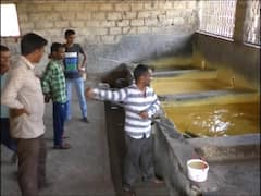 ગીર સોમનાથઃ રાબડા માલિકોનું શું છે સ્થિતિ? શેરડીના અપૂરતા ભાવ મળતા ખેડૂતોની વધી મુશ્કેલી