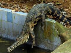 મુદ્દાની વાતઃ બનાસકાંઠા-મહેસાણામાં તીડના આક્રમણથી ખેડૂતો પરેશાન, જુઓ ખાસ અહેવાલ