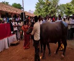 Kolhapur | गडहिंग्लजमध्ये देखणी म्हैस स्पर्धा, राज्यासह परराज्यातल्या म्हशींचा सहभाग | कोल्हापूर | ABP Majha 
