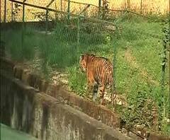 Reporter Stories: ১৯-এর শেষ দিনে চিড়িয়াখানায় উপচে পড়া ভিড়