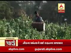 મુદ્દાની વાતઃ તીડના આતંકને લઈ રાહતના સમાચાર, જુઓ અહેવાલ