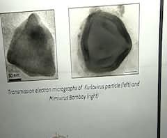 Virus in Water | विषाणूपासून आरोग्याला धोका नाही | ABP Majha