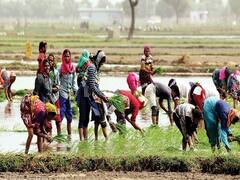 હજુ સુધી વીમા કંપનીઓએ નથી ચૂકવ્યૂ ખેડૂતોને વળતર, વીમા કંપનીઓએ નથી કરી કોઈ સ્પષ્ટતા