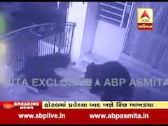 આબુમાં બે રિંછ લડતાં-લડતાં એક હૉટલમાં ઘૂસ્યા ને પછી.........વીડિયો વાયરલ