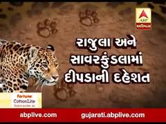 મુદ્દાની વાતઃ રાજુલા-સાવર કુંડલામાં દીપડાની દહેશત, જુઓ ખાસ અહેવાલ