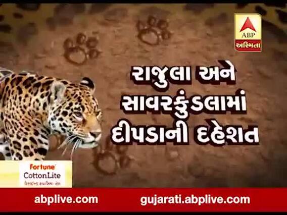 મુદ્દાની વાતઃ રાજુલા-સાવર કુંડલામાં દીપડાની દહેશત, જુઓ ખાસ અહેવાલ