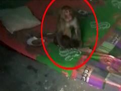 Haridwar: कुत्ते के बच्चे के लिए बंदरिया की ममता देख हर कोई हैरान, वायरल हुआ वीडियो