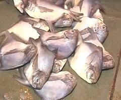 Fish Rates Hiked | बोंबील, बांगडा आणि पापलेटची आवक घटली, महाराष्ट्रातलं मत्स्योत्पादन 22 टक्क्यांनी घटलं | स्पेशल रिपोर्ट | ABP Majha