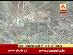 ભાજપ નેતા દિલીપ સંઘાણીએ વનમંત્રીને પત્ર લખીને માનવભક્ષી દીપડાને મારવાની કરી માંગ, જુઓ વીડિયો