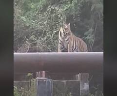 Tiger in Chandrapur | राख वाहून नेणाऱ्या जलवाहिन्यांवर वाघांचा मुक्त संचार | चंद्रपूर | ABP Majha 