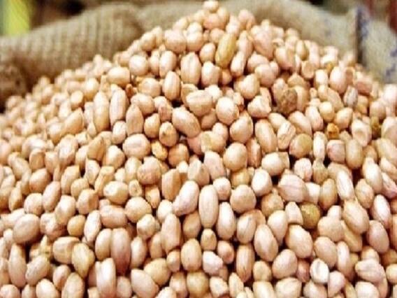 રાજકોટ મગફળી કૌભાંડમાં બે ગ્રેડરોના નામ આવ્યા સામે, પોલીસના MPમાં ધામા, જુઓ વીડિયો