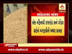 સૌરાષ્ટ્રમાં ખેડૂતો ટેકાના ભાવ કરતાં ઓછા ભાવ મગફળી વેચવા માટે મજબૂર બન્યા, જુઓ વીડિયો