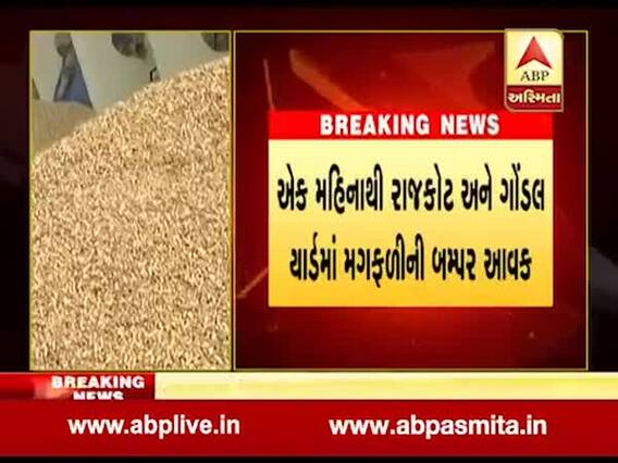 સૌરાષ્ટ્રમાં ખેડૂતો ટેકાના ભાવ કરતાં ઓછા ભાવ મગફળી વેચવા માટે મજબૂર બન્યા, જુઓ વીડિયો